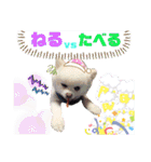 白ぽめしあん日常（個別スタンプ：21）