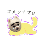 白ぽめしあん日常（個別スタンプ：22）