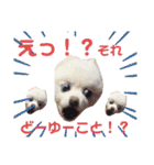 白ぽめしあん日常（個別スタンプ：25）