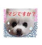 白ぽめしあん日常（個別スタンプ：27）