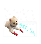 白ぽめしあん日常（個別スタンプ：30）