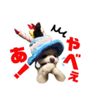 白ぽめしあん日常（個別スタンプ：33）