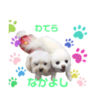 白ぽめしあん日常（個別スタンプ：34）