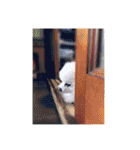 白ぽめしあん日常（個別スタンプ：36）