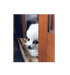 白ぽめしあん日常（個別スタンプ：37）