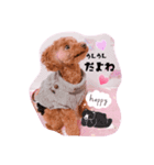 はるちゃん＆あんちゃん（個別スタンプ：1）