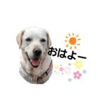 SUMIRE  labrador（個別スタンプ：1）