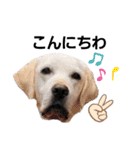SUMIRE  labrador（個別スタンプ：2）