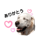 SUMIRE  labrador（個別スタンプ：3）