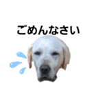 SUMIRE  labrador（個別スタンプ：4）