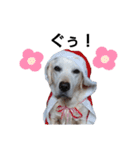 SUMIRE  labrador（個別スタンプ：7）