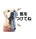 SUMIRE  labrador（個別スタンプ：14）