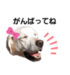 SUMIRE  labrador（個別スタンプ：15）