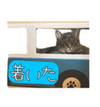 猫のひとことスタンプVol.1（個別スタンプ：9）