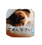 三毛猫みーこのスタンプ（個別スタンプ：3）