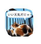 三毛猫みーこのスタンプ（個別スタンプ：37）