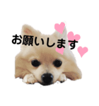 ふわふわりんちゃん（個別スタンプ：1）