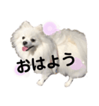 ふわふわりんちゃん（個別スタンプ：2）