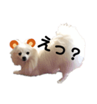 ふわふわりんちゃん（個別スタンプ：5）