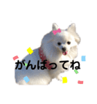 ふわふわりんちゃん（個別スタンプ：6）