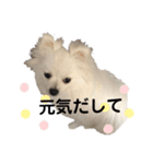 ふわふわりんちゃん（個別スタンプ：7）