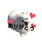 ふわふわりんちゃん（個別スタンプ：8）