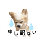 チワワのきなちゃんとねこのチップ（個別スタンプ：1）