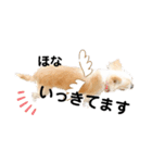 チワワのきなちゃんとねこのチップ（個別スタンプ：2）