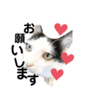 チワワのきなちゃんとねこのチップ（個別スタンプ：4）