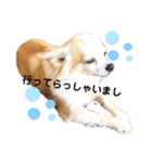 チワワのきなちゃんとねこのチップ（個別スタンプ：5）