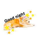 チワワのきなちゃんとねこのチップ（個別スタンプ：8）