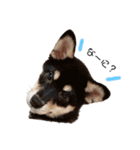柴犬 こまち（個別スタンプ：1）