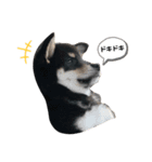 柴犬 こまち（個別スタンプ：2）