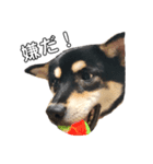 柴犬 こまち（個別スタンプ：3）