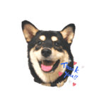 柴犬 こまち（個別スタンプ：4）