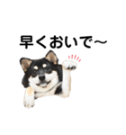 柴犬 こまち（個別スタンプ：5）