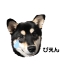 柴犬 こまち（個別スタンプ：6）