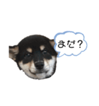柴犬 こまち（個別スタンプ：7）
