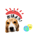 びーぐるとこっかー（個別スタンプ：1）