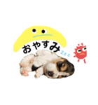 びーぐるとこっかー（個別スタンプ：2）