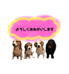 びーぐるとこっかー（個別スタンプ：8）