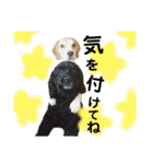 びーぐるとこっかー（個別スタンプ：9）