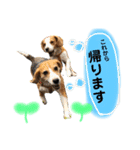 びーぐるとこっかー（個別スタンプ：10）