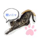 まゆにゃんず=^._.^=3（個別スタンプ：1）