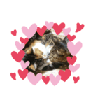 まゆにゃんず=^._.^=3（個別スタンプ：5）