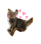 まゆにゃんず=^._.^=3（個別スタンプ：6）