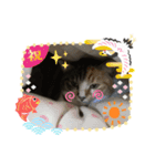 まゆにゃんず=^._.^=3（個別スタンプ：8）
