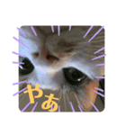 ねこたろうの日々（個別スタンプ：1）
