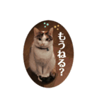 ねこたろうの日々（個別スタンプ：3）