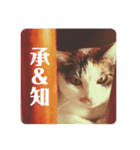 ねこたろうの日々（個別スタンプ：4）